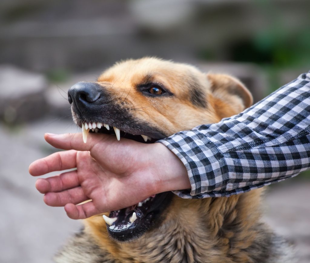 A male German shepherd bites a man by the hand.